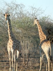 11-Giraffes at Nisala Safaries